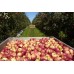 NEW SEASONS AMBROSIA APPLES  1.5 KG Bag  Hawkes Bay Grown