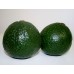 HASHIMOTO AVOCADO FIRM Large Size Katikati Grown 