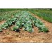 SPRAY FREE GREEN CABBAGE MEDIUM Each KATIKATI Grown 