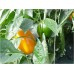 YELLOW CAPSICUM MEDIUM Size Each  Pukekohe Grown 