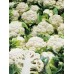 SPRAY FREE CAULIFLOWER MEDIUM Size Each LEVIN Grown