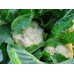 SPRAY FREE CAULIFLOWER MEDIUM Size Each LEVIN Grown