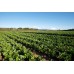 SPRAY FREE CELERY Bunch KATIKATI Grown