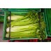 CELERY Bunch LEVIN Grown