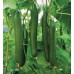 TELEGRAPH CUCUMBER -  Each  Pukekohe Grown