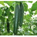 TELEGRAPH CUCUMBER -  Each  Pukekohe Grown