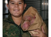 SPRAY FREE KUMARA  3KG Bag LARGE Size Katikati Grown