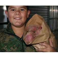 SPRAY FREE KUMARA  3KG Bag LARGE Size Katikati Grown
