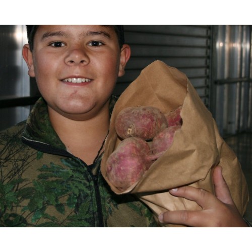 SPRAY FREE KUMARA  3KG Bag LARGE Size Katikati Grown