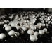 BUTTON MUSHROOMS  250 Gram Bag  Waikato Grown