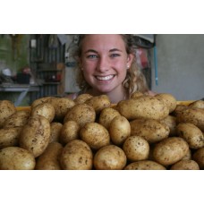 NEW SEASONS MOONLIGHT POTATOES  2 KG Bag Pukekohe Grown