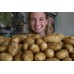 NEW SEASONS MOONLIGHT POTATOES  2 KG Bag Pukekohe Grown